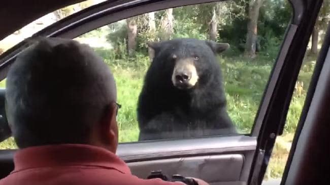 Bear sexual yellowstone