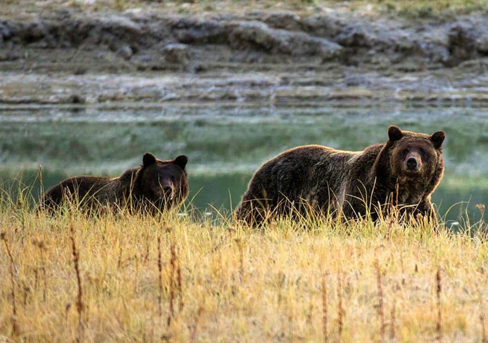 Tarzan reccomend Bear sexual yellowstone