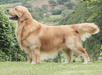 best of Retreivers golden sale female Adult for