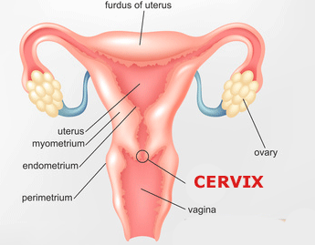 345px x 269px - Deep cervix penetration - Porno photo.